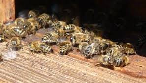 Spar Tipps Fur Imkern Bienen Imkerei Imker