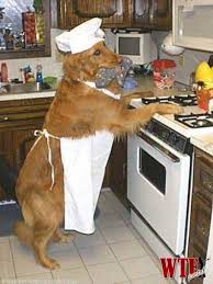 We did not find results for: Funny Photos Of Dogs Doing Human Things Funny Animals Funny Animal Pictures Funny Dog Pictures