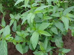 Image result for Corchorus olitorius