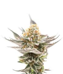 Cookies may be your new favorite strain. Genetics 710 Labs