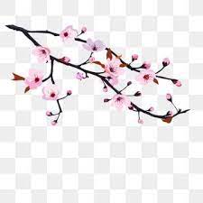 Cherry Blossoms Cherry Tree Pink Pink Cherry Blossom Cherry Blossom Clipart Cherry Blossom Festival Cherry Blossom Viewing Png And Vector With Transparent Ba Cherry Blossom Painting Cherry Blossom Petals Cherry Blossoms