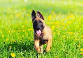 Find a belgian malinois puppy from reputable breeders near you and nationwide. Belgian Malinois Puppies For Sale Akc Puppyfinder