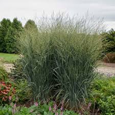 Image result for Panicum hochstetteri