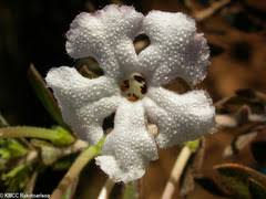 Image result for Sopubia eminii