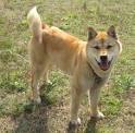 Jindo Dog Breed Information and Pictures