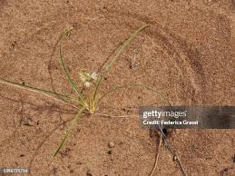 Image result for Trachyandra saltii