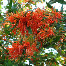Home > hardiness zone > to zone 8a (10 °f) > embothrium coccineum. Embothrium Coccineum Chilean Fire Bush Information Pictures Cultivation Tips