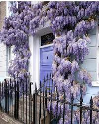 Wisteria Hysteria In Kensington London Pinterest Flowers Flower Petal Petals Nature Beautifu Wisteria Purple Front Doors Beautiful Doors