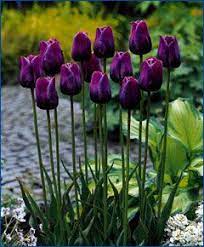 Pin By Tabbi Cat On Favorite Flowers Of Mine Beautiful Flowers Purple Tulips Pretty Flowers