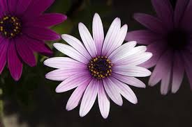 Image result for Osteospermum muricatum