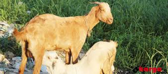 Lalu apakah boleh aqiqah anak perempuan dengan 2 ekor kambing. Info Terbaru Harga Paket Aqiqah Anak Laki Laki Daftar Harga Tarif