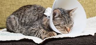 Maybe you would like to learn more about one of these? Spaying Neutering Lubbock Tx
