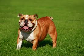 Start studying old english bulldog. Are English Bulldogs Dangerous 3 Tips For Socialization Any Bulldog