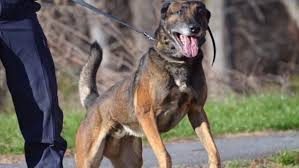 10 Weird Court Cases Involving Puppets, Animals, And Human Fetuses