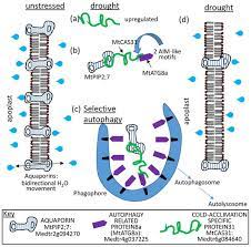 Most drugs affect the brain's reward circuit, causing euphoria as well as flooding it with the chemical messenger dopamine. Plants Free Full Text Late Embryogenesis Abundant Protein Client Protein Interactions Html