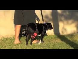 Woundwear Inc Dog Cruciate Brace And Body Suits For Protection Rehabilitation Dogs Dog Care Best Dogs