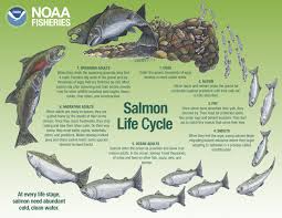 A salmon can detect one drop of water from its home stream mixed up in 250 gallons of sea water. At Home Science Activities With South Sound Green Salmon Obstacle Course Thurstontalk