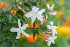 Image result for Jasminum