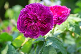 The 2004 catalogue lists 'bizarre triomphant' as originating before 1811 and a separate 'charles de mills' before 1885. Rosa Charles De Mills Essigrose Charles De Mills Rose Park Der Gaerten