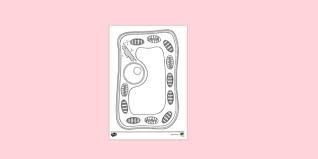 40+ plant cell coloring pages for printing and coloring. Plant Cell Colouring Sheet Colouring Sheets Twinkl