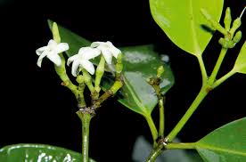 Image result for Hunteria zeylanica