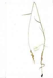 Image result for Schmidtia pappophoroides