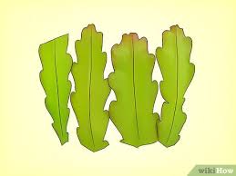 Put the plant in a basket, hanging high i really like this plant, and i'm giving cuttings to friends. How To Grow Epiphyllum Cactus With Pictures Wikihow