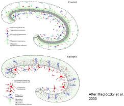 26th, it has 739 monthly views alternative. Frontiers Sleep And Epilepsy Link By Plasticity Neurology