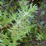 Image result for Crassula schimperi