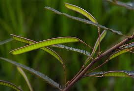 Image result for Chamaecrista mimosoides