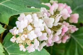 Jun 09, 2021 · for the most blooms and the best display of flowers, plant your lily magnolia in a spot that boasts full sunlight. Hydrangea Plant Care Growing Guide