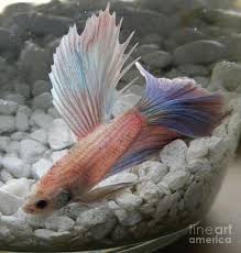Seriously, do we need to tell you why? Pink And Blue Betta Photograph By Cl Redding