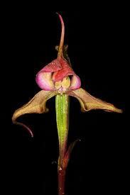 Image result for Disperis reichenbachiana