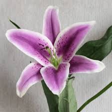 Pin On I Love Purple