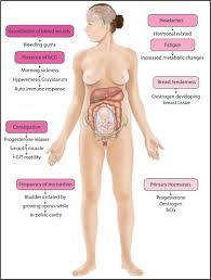 The major organs of the abdomen include the. Physiological And Hormonal Changes And Gi Problems Experienced In Pregnancy Gastrointestinal Nursing