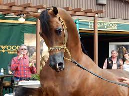 feloah horse equipment الفلوة لمستلزمات الفروسية home facebook