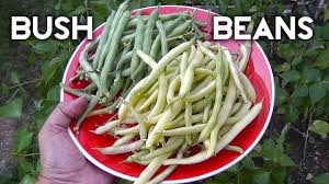 We did not find results for: Bush Beans Top Crop Tendergreen Improved Yellow Wax Beans Youtube