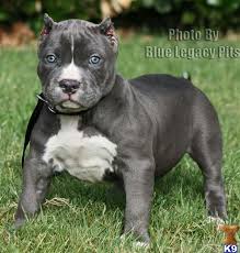 Pin On Don T Bully My Breed
