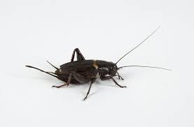 Cricket insect noises at night. Why Do Crickets Stop Chirping When Approached