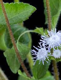 Ageratum Conyzoides Tropical Whiteweed Go Botany