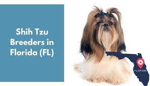 We work very hard to raise beautiful, healthy shih tzu puppies. 15 Shih Tzu Breeders In Florida Fl Shih Tzu Puppies For Sale Animalfate