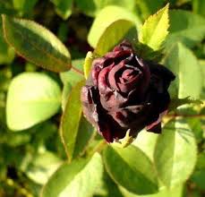 Pin On Readers24club