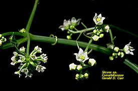 Image result for Sicyos