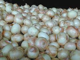 Research Enables Faster Development Of New Resilient Onion Varieties Vegetable Growers News