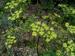 Image result for Afroligusticum claessensii