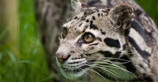 Check out opening hours, events and things to. Zoo Decin Vstupne Akce Mapa Oteviraci Doba