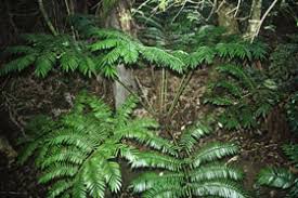 Image result for Ptisana