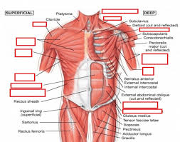 Learn about each muscle, their locations & functional anatomy. Game Statistics Muscles Of Chest Anterior View
