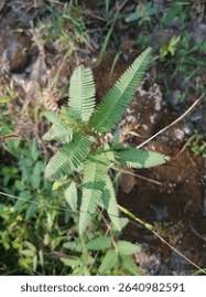 Image result for Aeschynomene indica