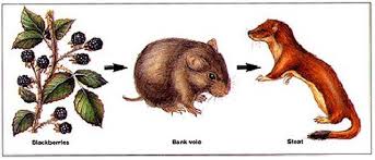 Food Chain Blackberries Bank Vole Stoat Food Chain Animals Eating Other Animals Food